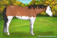 Horse Color:Bay Roan Splash