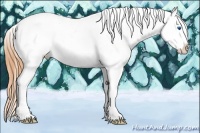 Horse Color:Bay Splash Tobiano Appaloosa
