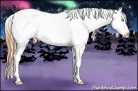 Horse Color:Gold Champagne Sabino Appaloosa 
