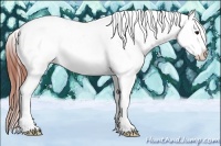 Horse Color:Bay Tobiano Appaloosa 