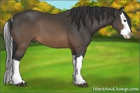 Horse Color:Buckskin Splash 