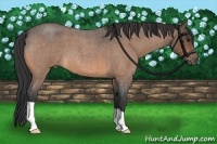 Horse Color:Buckskin Roan 