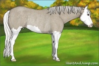 Horse Color:Silver Smoky Grullo Roan Splash Rabicano 