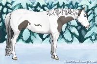 Horse Color:Grullo Splash Tobiano