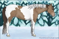 Horse Color:Classic Champagne Tobiano 