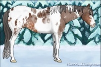 Horse Color:White Spotted Bay Tobiano Appaloosa 