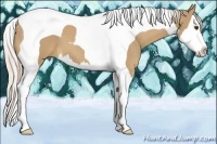 Horse Color:Palomino Splash Tobiano 