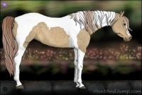 Horse Color:Chocolate Palomino Dun Tobiano 