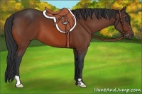 Horse Color:Bay Frame 
