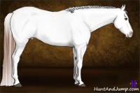 Horse Color:Chestnut Appaloosa 