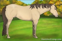 Horse Color:Amber Cream Champagne Frame
