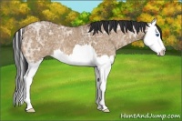 Horse Color:Bay Ice Dun Sabino Splash 