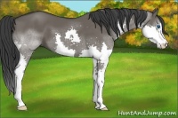 Horse Color:Grullo Splash 