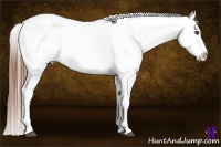 Horse Color:Red Dun Appaloosa 