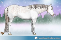 Horse Color:Bay Roan Splash Appaloosa 