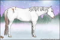 Horse Color:Bay Roan Splash Appaloosa 