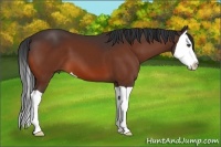Horse Color:Bay Splash 