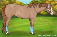 Horse Color:Red Roan Splash 