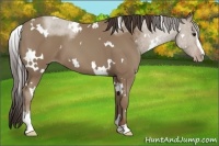 Horse Color:White Spotted Classic Champagne Sabino 