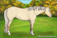 Horse Color:Silver Amber Champagne Roan Dun Frame