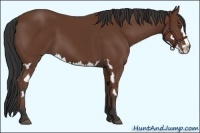Horse Color:Bay Splash Frame 