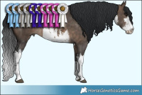 Horse Color:White Spotted Brown Dun 