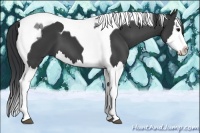 Horse Color:Black Splash Tobiano