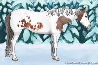 Horse Color:Bay Sabino Splash Tobiano Appaloosa 