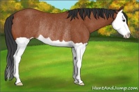 Horse Color:Bay Splash Rabicano
