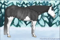 Horse Color:Black Sabino Splash Rabicano