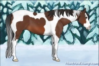 Horse Color:Bay Splash Tobiano