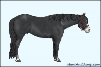 Horse Color:Black Sabino 