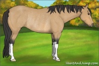 Horse Color:Buckskin Rabicano 