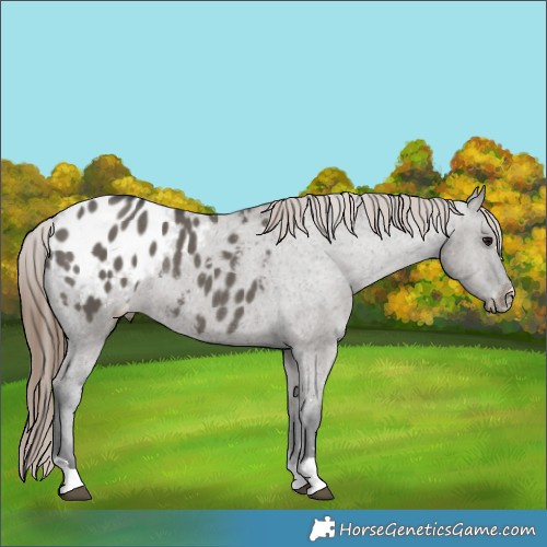 Horse Color:Grullo Blanket Rabicano 