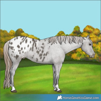 Horse Color:Grullo Blanket Rabicano 