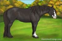 Horse Color:Liver Chestnut Sabino Splash Frame 