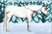 Horse Color:Chestnut Splash Tobiano Frame Rabicano 