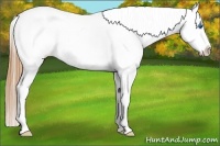 Horse Color:White Spotted Grullo Splash Appaloosa Rabicano 