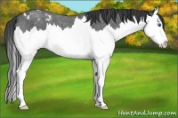 Horse Color:Blue Roan Splash Appaloosa 
