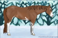 Horse Color:Chestnut Sabino