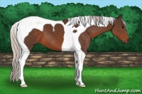 Horse Color:Silver Brown Tobiano 