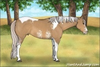 Horse Color:White Spotted Silver Bay Dun Splash Tobiano
