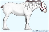 Horse Color:Buckskin Appaloosa 