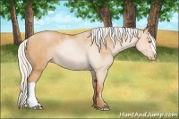 Horse Color:Silver Bay Pearl