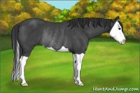 Horse Color:Black Splash Rabicano