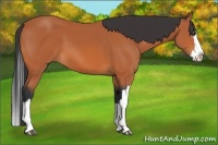 Horse Color:Bay Splash 