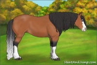 Horse Color:Bay Splash 