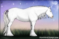 Horse Color:Cremello Appaloosa 