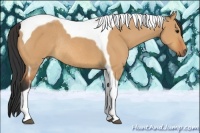 Horse Color:Bay Dun Tobiano Rabicano