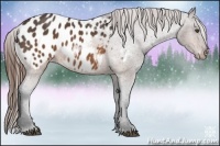 Horse Color:Brown Appaloosa 
